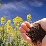 किसानों के लिए आय में वृद्धि का नया अध्याय पीएम-आशा योजना