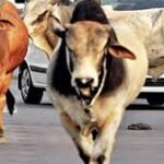 विधानसभा में गूंजा निराश्रित गौवंश का मुद्दा