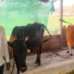 डेयरी योजना बदल रही है धनमती की तकदीर