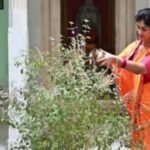 मलमास में तुलसी पूजा का खास महत्व, इन उपायों से दूर होंगे ग्रह दोष, बढ़ेगी सुख-समृद्धि